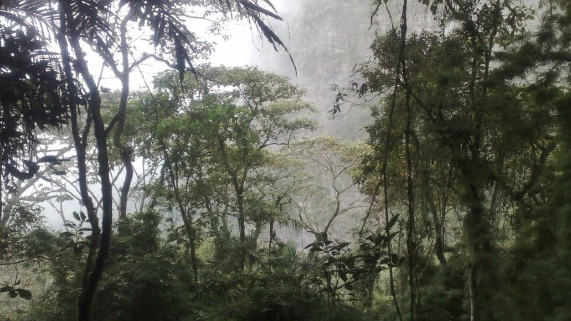 Bosque de niebla de Veracruz es rescatado