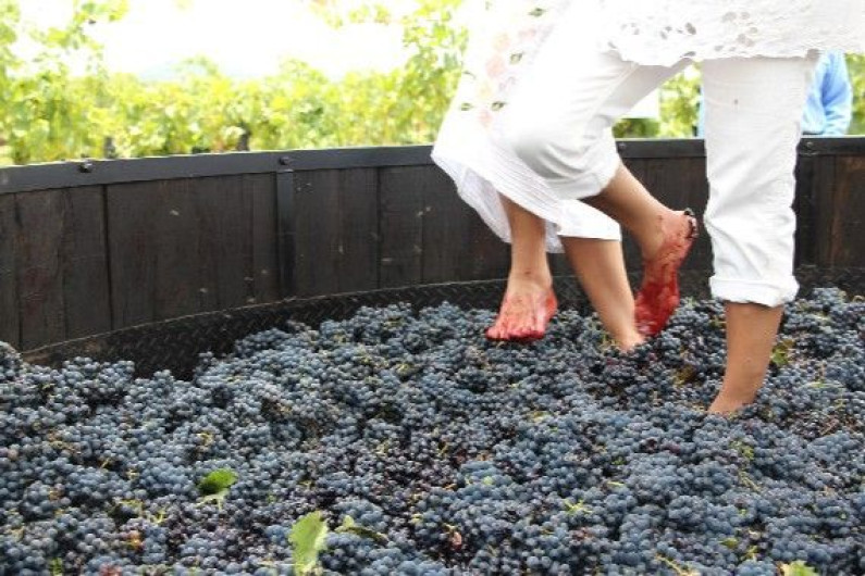Tradición del exprimido de uva con los pies, continúa