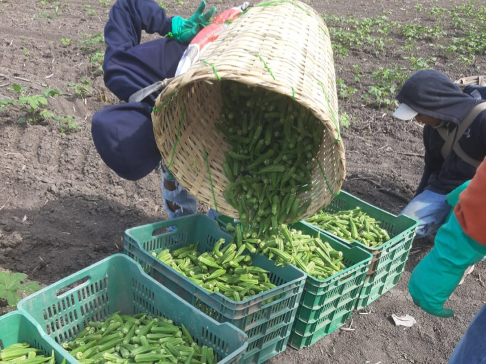 Inicia la cosecha del cultivo de okra en el Norte de Tamaulipas