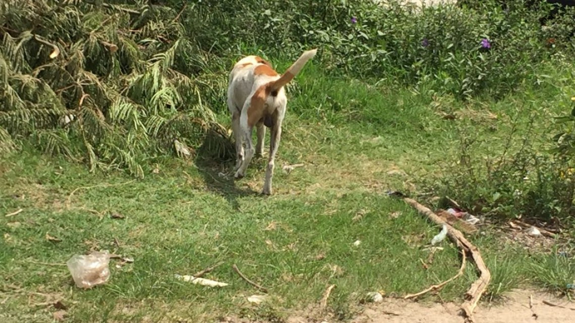 Se lleva a cabo foro para determinar un reglamento de protección a los animales en Altamira