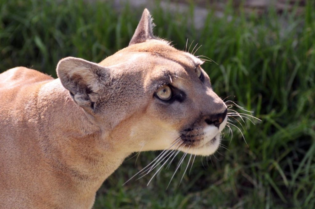 Muere “Miztli”, la mascota de los pumas de la UNAM