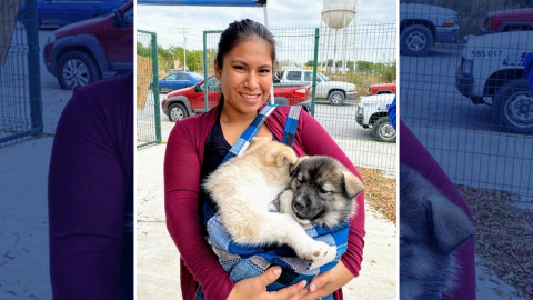 Febrero, mes de las cirugías de esterilización de mascotas