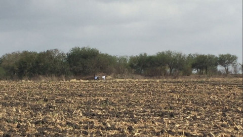 Existen variedad de felinos salvajes en Altamira
