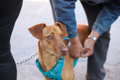 Gobierno Municipal facilita esterilización para 200 animales domésticos 