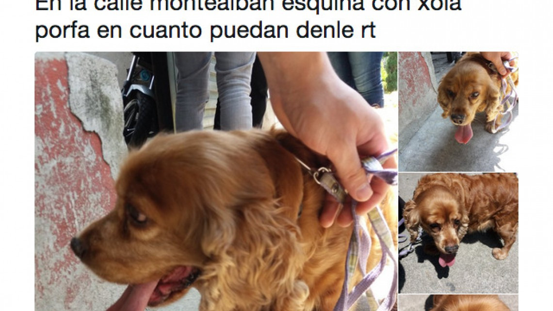 Rescatan a perro de escombros que dejó el sismo 